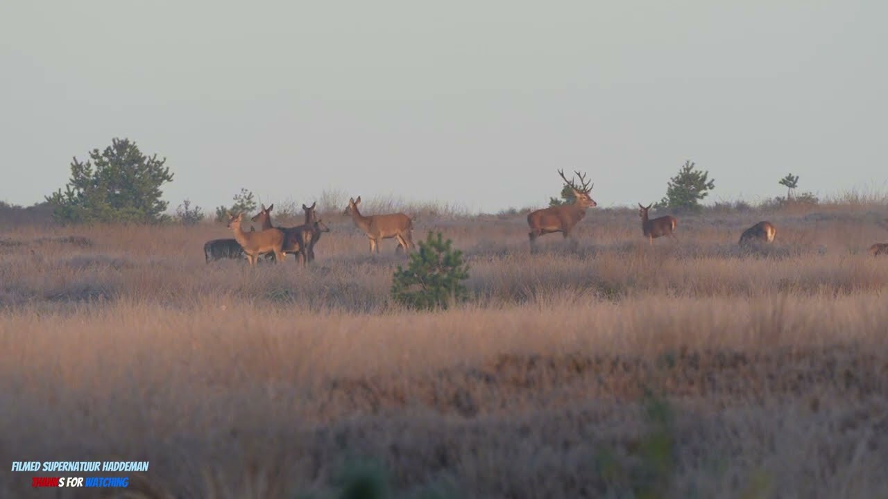 Een roedel edelherten & Hindes bij koude ochtend | Red Deer & Hindes in the cold Morning 🦌 in 4k