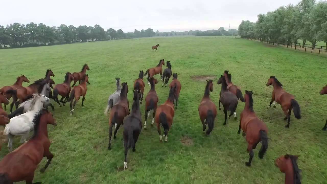 Team Nijhof 2015