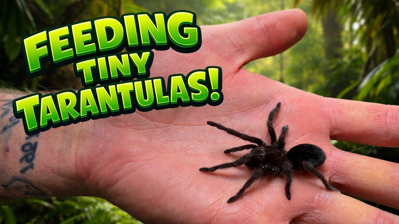 Feeding ALL Our Tiny Tarantulas!