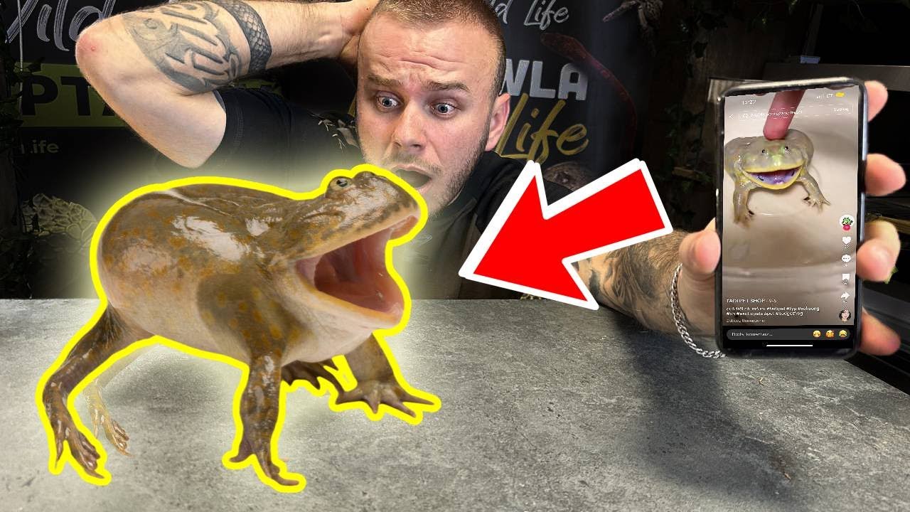 ❌STRASZNA ŻABA Z TIKTOKA❌KUPIŁEM JĄ‼️