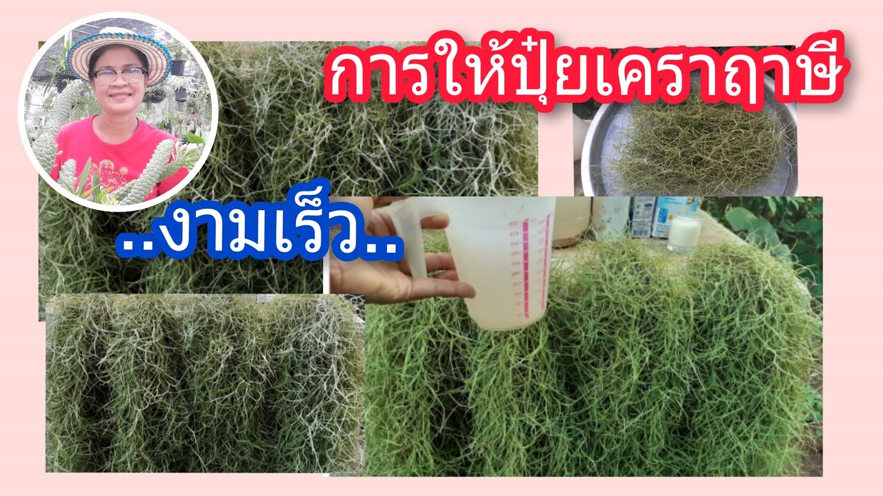 การให้ปุ๋ยเคราฤาษี อีก สูตรที่ง่าย ต้นไม้งามเร็ว แข็งแรง/นานาพันธุ์ไม้ by นิตยา