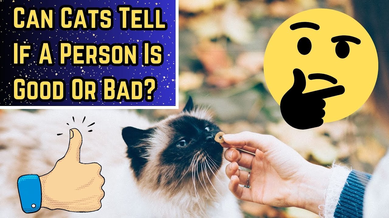 Can Cats Judge Character?