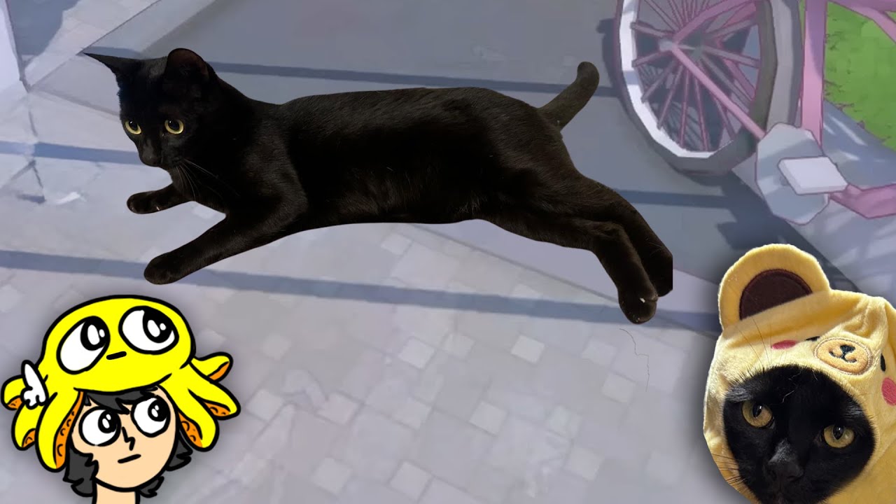 meu gato ganhou um jogo