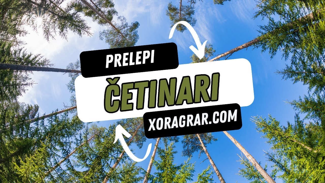 Sadnice četinara &ndash; Najbolji način da ulep&scaron;ate dvori&scaron;te!
