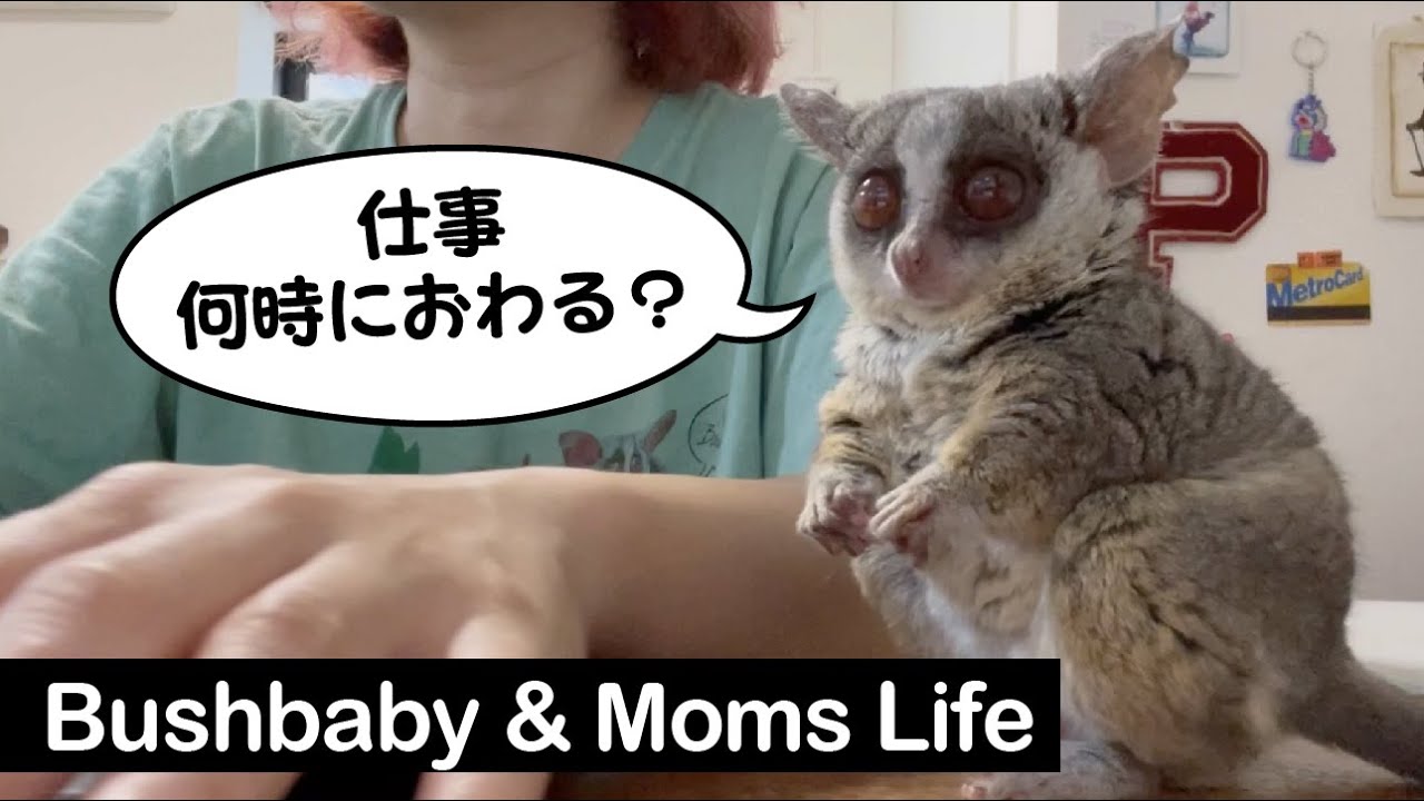 【日常】飼い主の仕事中もべったりな甘えん坊お猿 