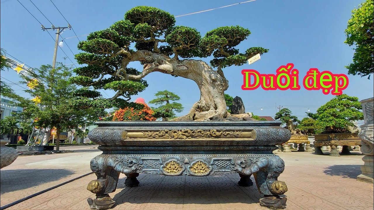 Những tác phẩm Duối đẹp tại, Triển lãm cây cảnh, Tuy Phước, Bình Định, 14 tháng 5, 2023