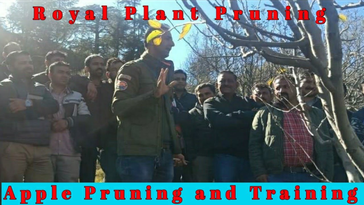 Big Tree Pruning  Technique | Bud Pruning | Must Watch | Himalayan farming | Live Update