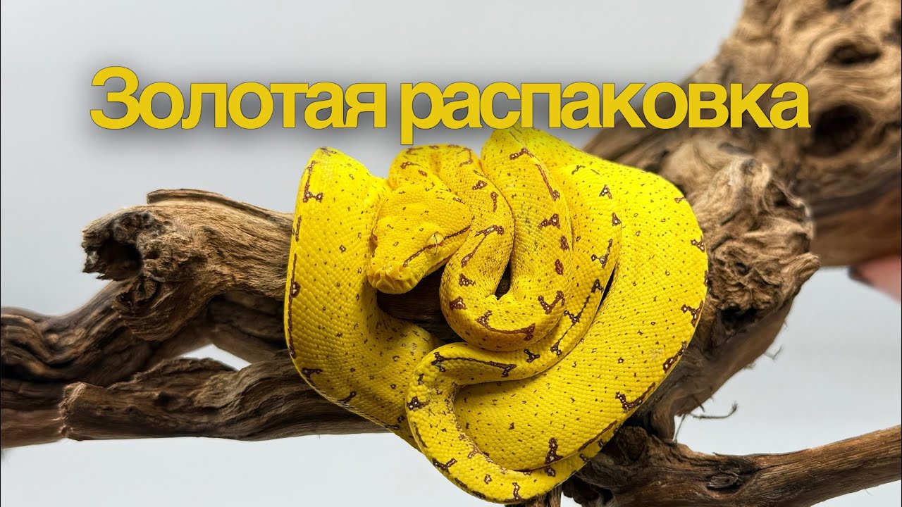 Предновогодняя поставка живого золота!