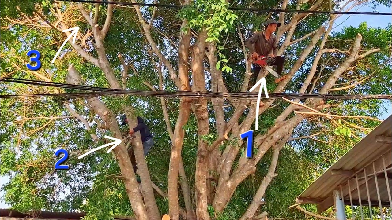 Cưa cây Xanh siêu khủng, siêu dây điện / Super powerful Green tree saw, super electric wire | T632