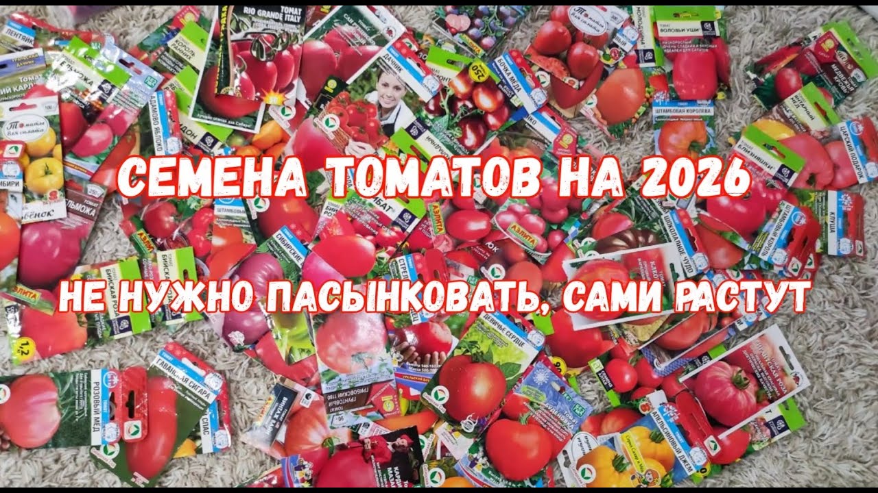 МАЛО КТО ЗНАЕТ ЧТО ЭТИ ТОМАТЫ ШЕДЕВРЫ - НА ВСЕ ВРЕМЕНА!