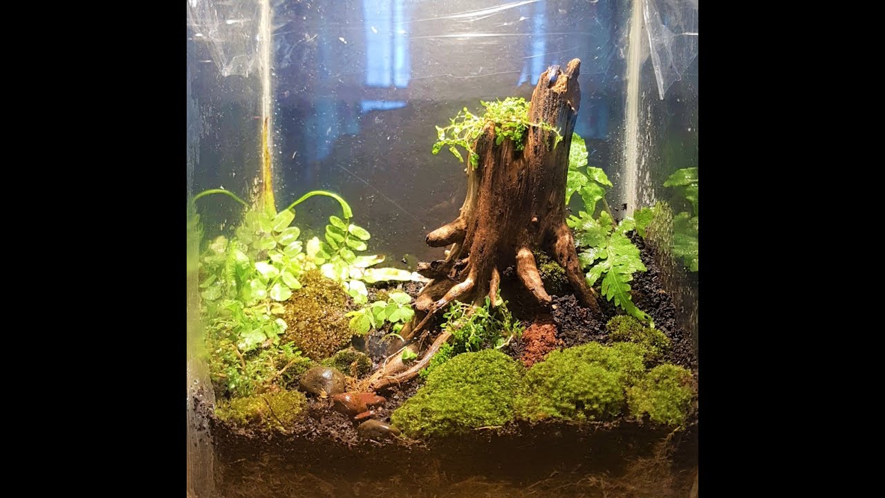 Tree Stump Terrarium - the making