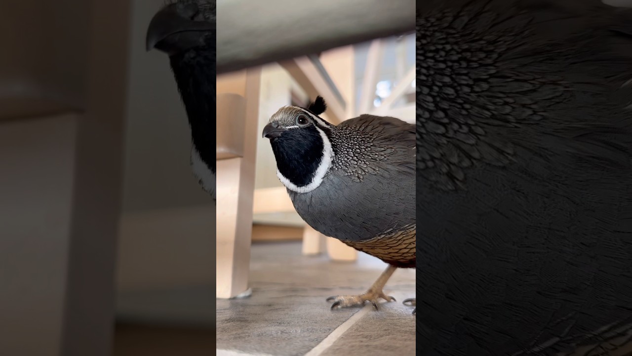 Inspection&hellip;🧐 #californiaquail #cute #quail #birds #valleyquail