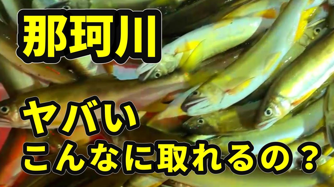 【鮎投網 那珂川】暗闇で釣れたアユの数がヤバい！前回不漁のリベンジの結果は？