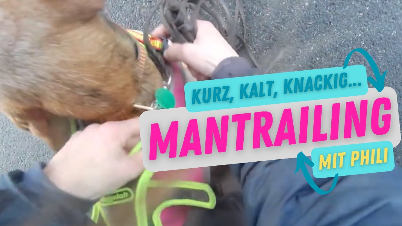 Mantrailing - kurz, kalt, knackig #segugiomaremmano #mantrailing