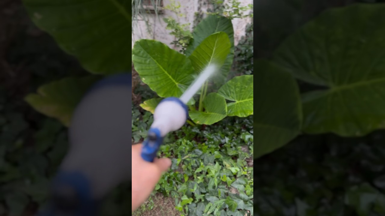 Tips Para El Cuidado De Tus Plantas En VERANO ☀️