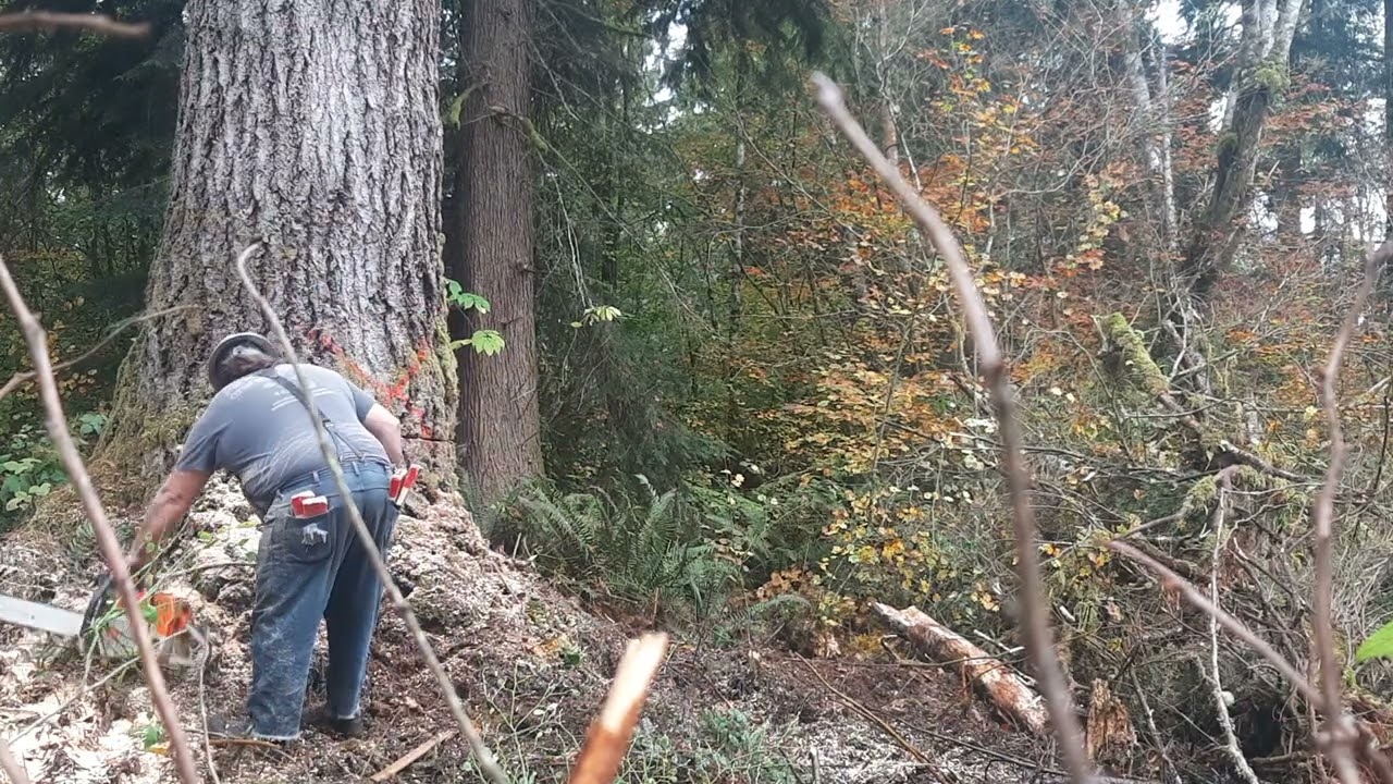 tipping a whopper stihl 084