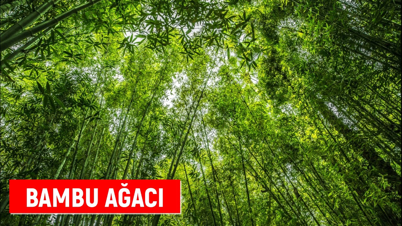 Bambu Nerede Yetişir - Bambu Ne Kadar B&uuml;y&uuml;r - Bambu Ağacı Ne Kadar Uzar