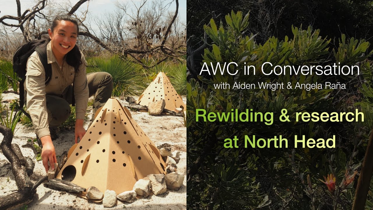 AWC in Conversation with Aiden Wright & Angela Raña: Rewilding and Research at North Head (S5E4)