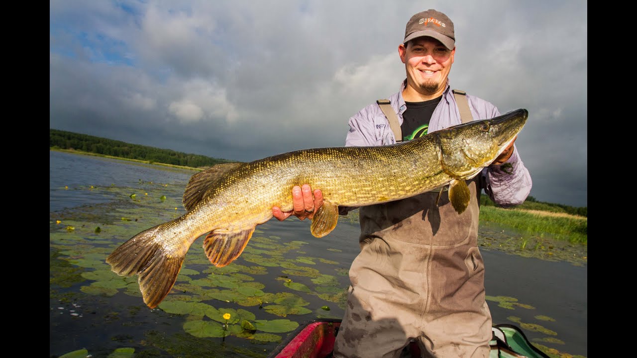 Pike fly fishing for big pike: Pike flyfishing with Poppers