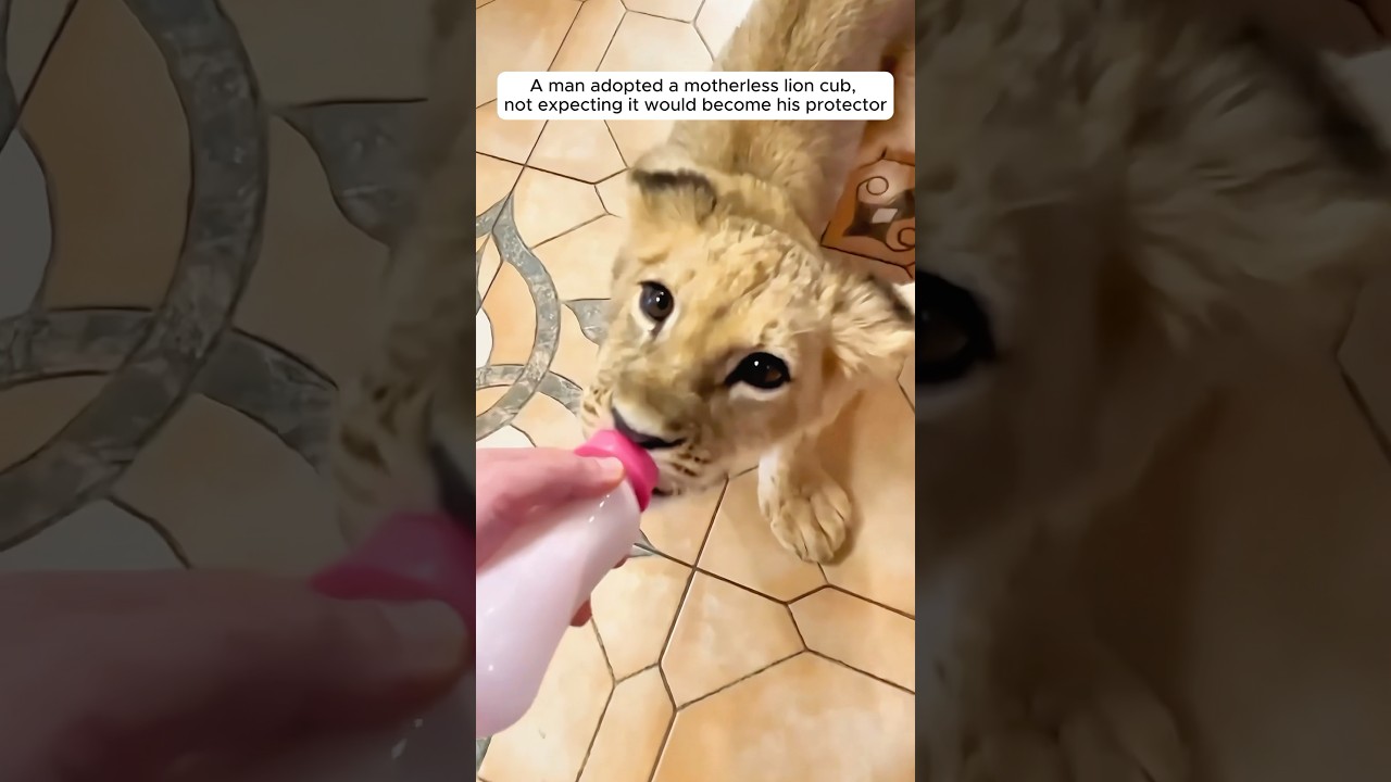 A man raised an orphaned lion cub until this happened