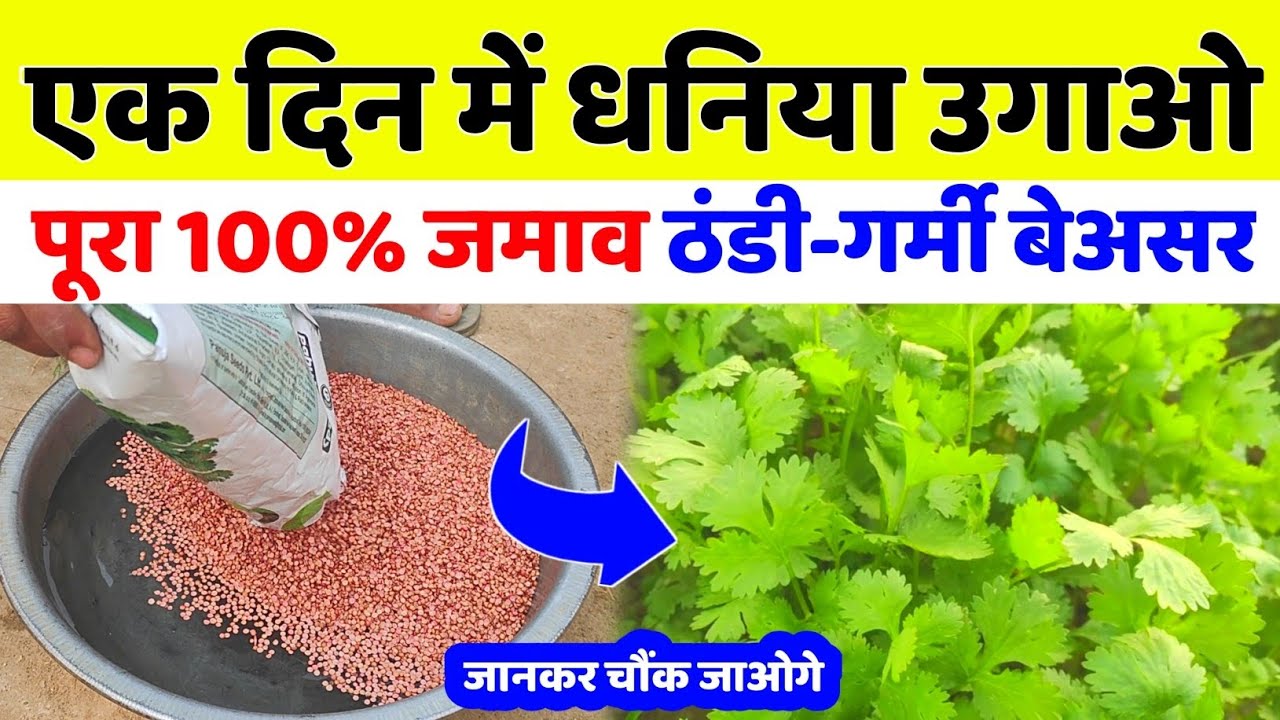 How to grow coriander in one day 🌱 How to grow coriander quickly | How to sow coriander | Green c...