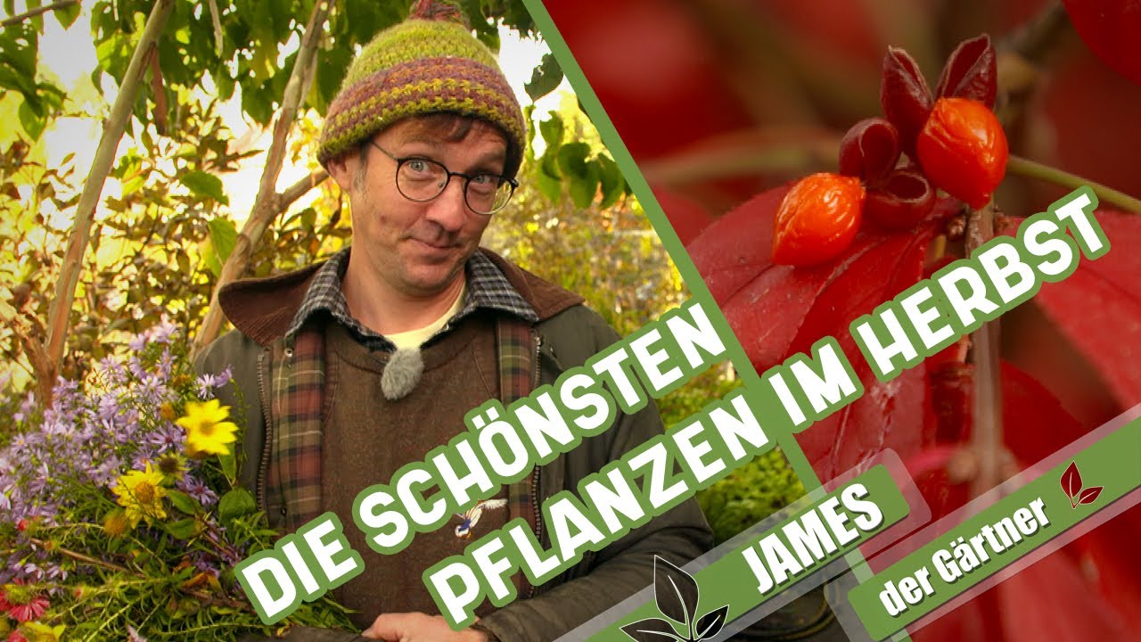 Diese Stauden und Gehölze dürfen in keinem Herbstgarten fehlen! | James der Gärtner
