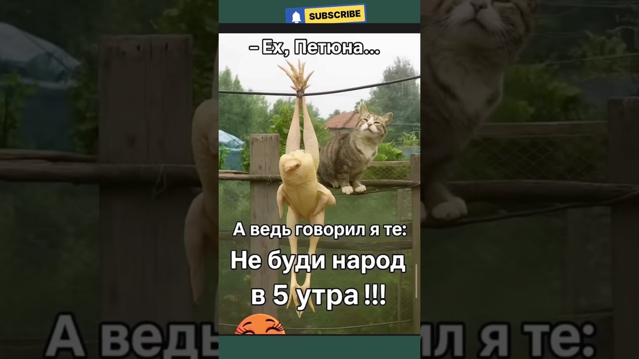 #юмор #шуточное #мем #смешновидео
