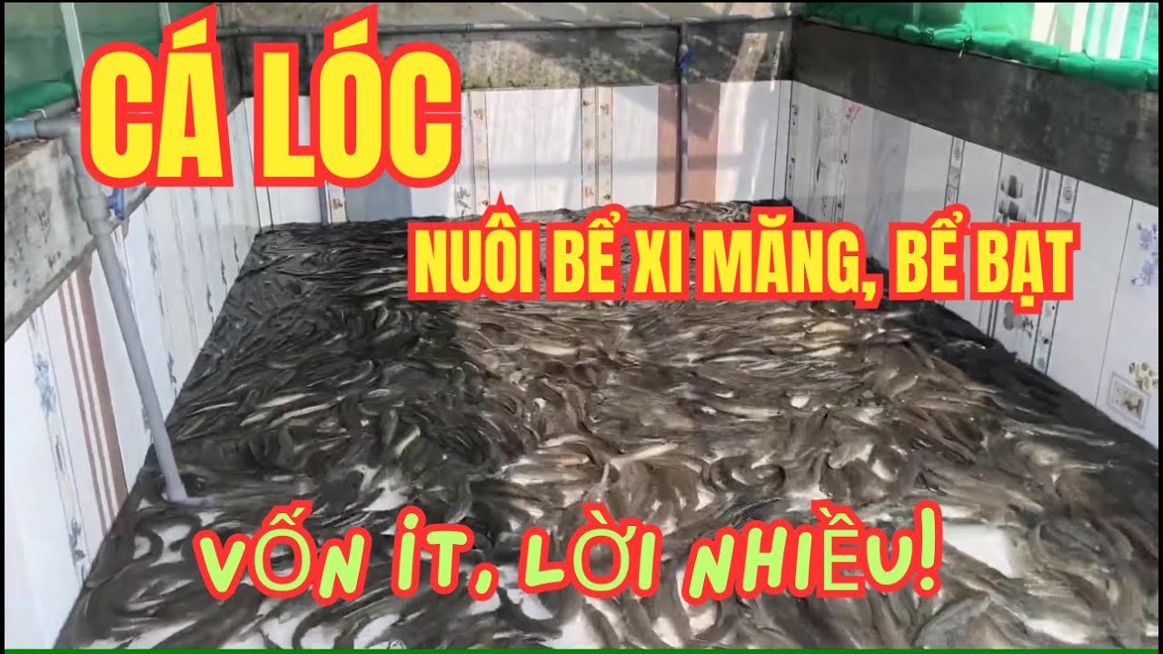 C&aacute;ch Nu&ocirc;i C&aacute; L&oacute;c Trong Bể Xi Măng, Bể Bạt Cực Dễ | Vốn &Iacute;t, Lời Nhiều