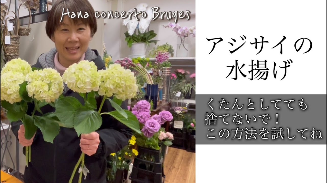アジサイの水揚げ　くたんとしてても捨てないで！この方法を試してね