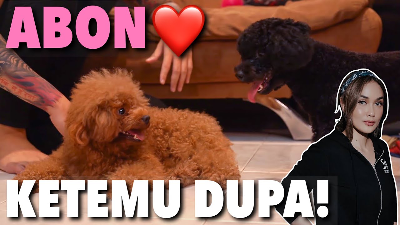 JODOHIN ABON SAMA ANJING SARA WIJAYANTO!