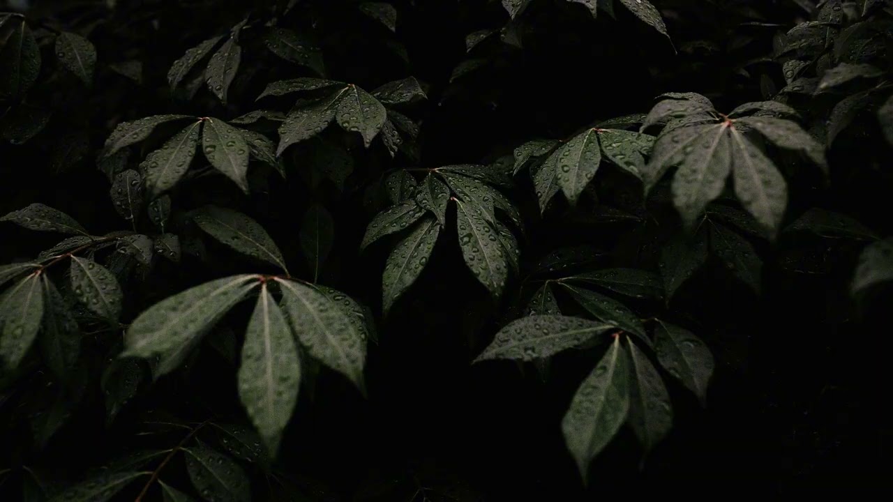 Rain in a Quiet Forest 🌧️ 3 Hours of Deep Sleep & Relaxation