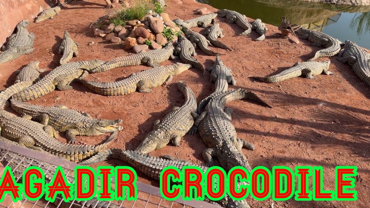 Agadir is amazing city.there is crocodile park big in the Africa 