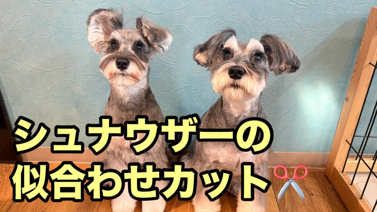 シュナウザーの似合わせカット✂️（小町ちゃん）（ちまきちゃん）