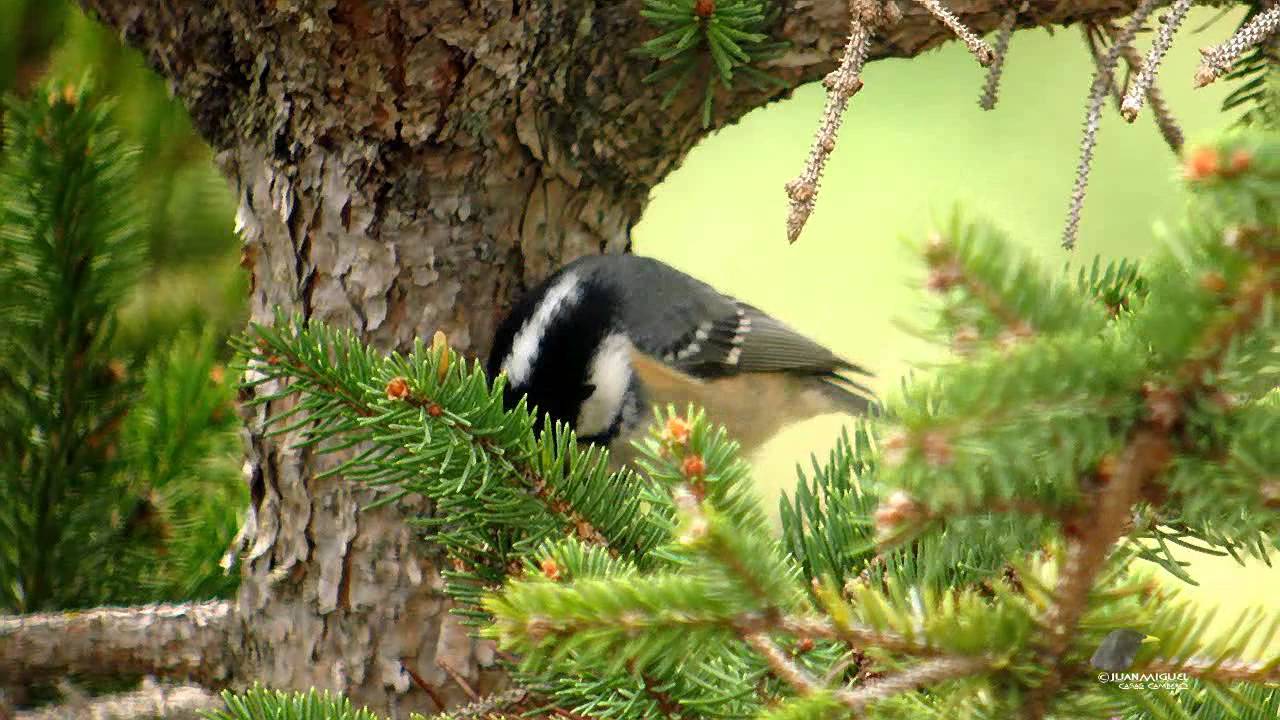 Carbonero garrapinos alimentándose en Picea