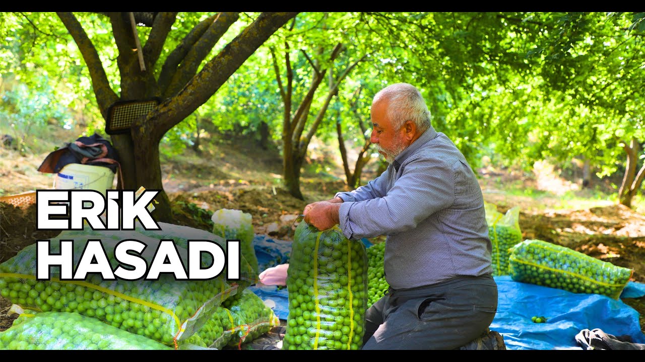 🌱Altın&ouml;z&uuml; il&ccedil;emizde erik hasadı.