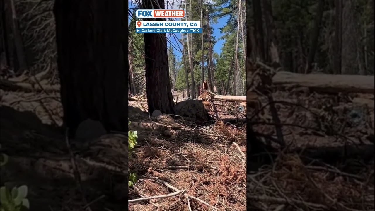 Bear Filmed In California National Forest