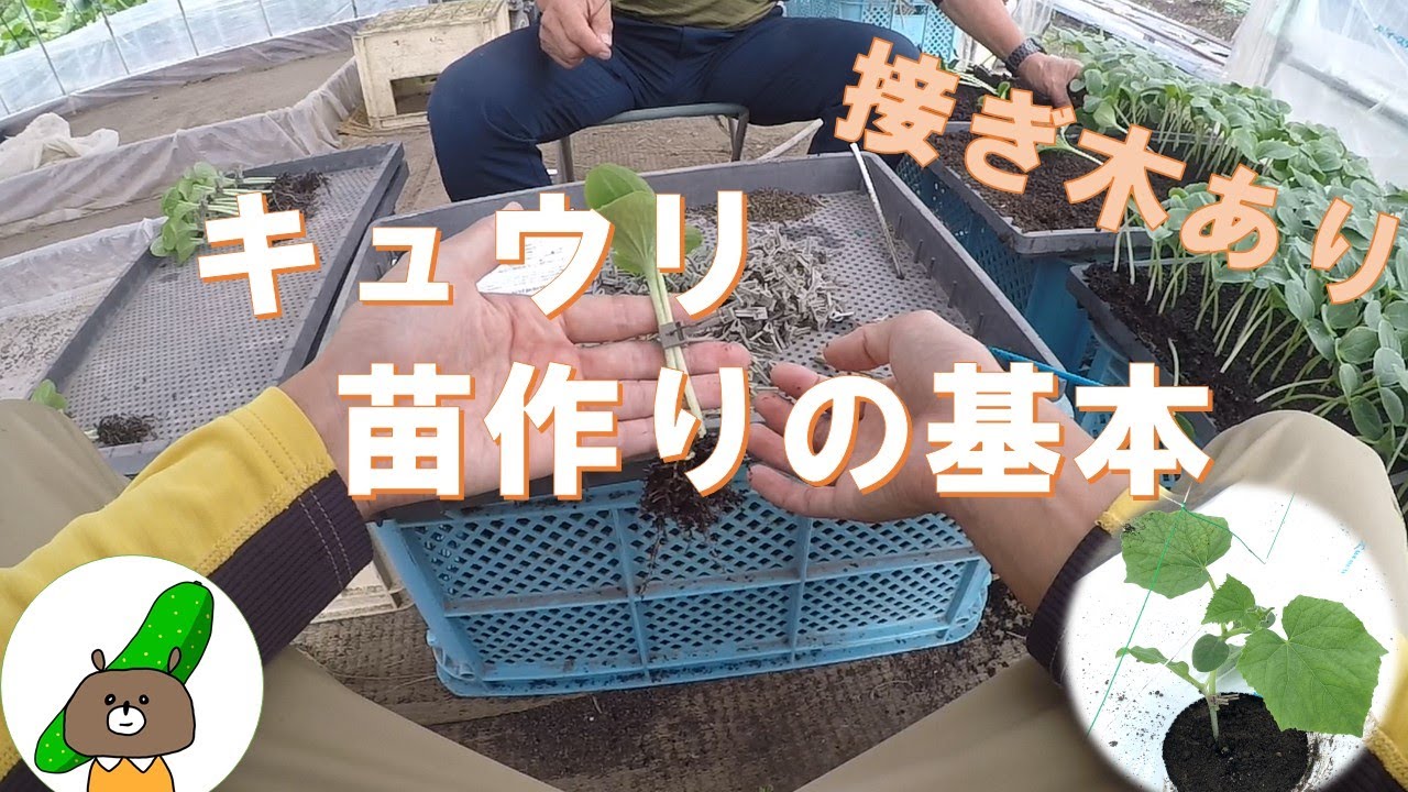 【接ぎ木】キュウリの苗の作り方