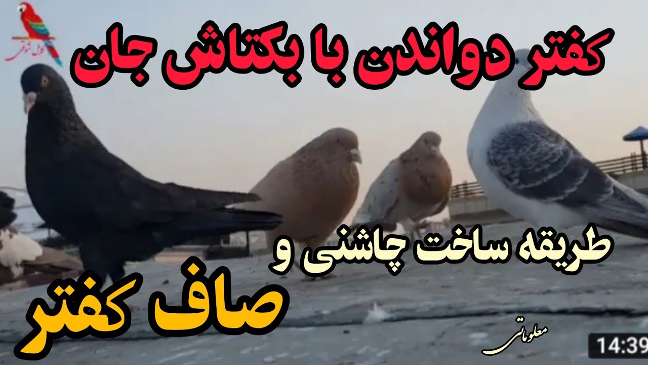 کفتر بازی با بکتاش جان و طریقه صاف کردن و چاشنی بر کفترها