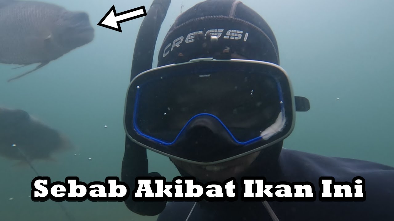 Kanget Juga!!! Kalau Gurame Besar Tiba Tiba Nyosor Gini | Spearfishing Danau Toba