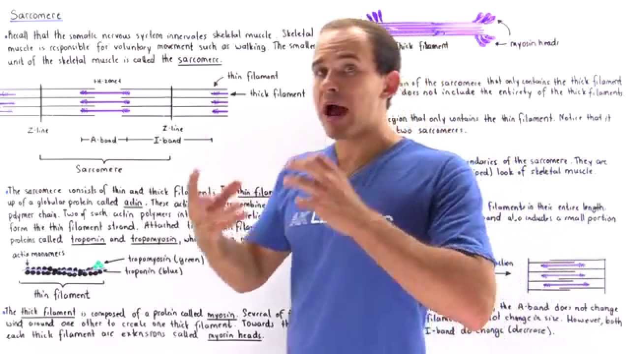 Sarcomere