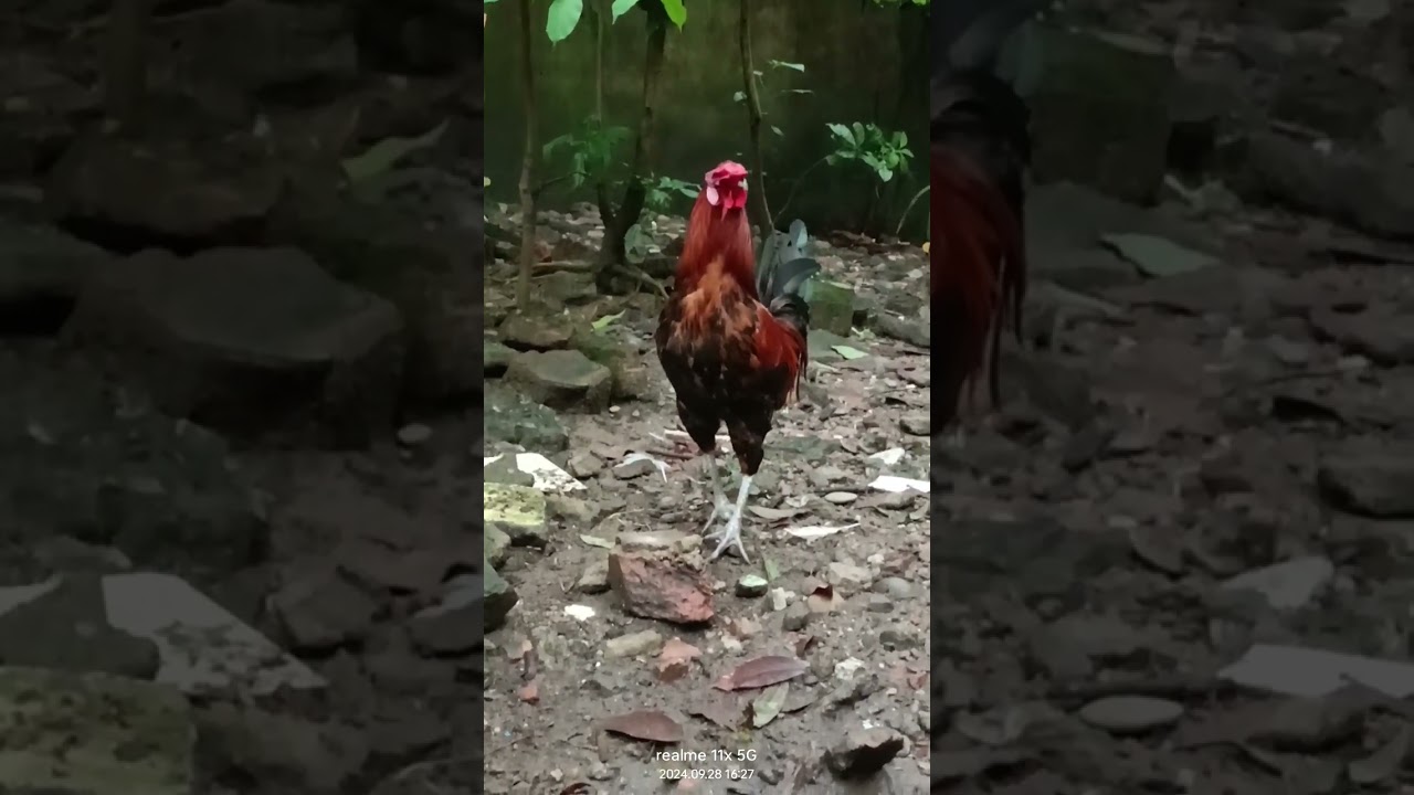 #Shorts