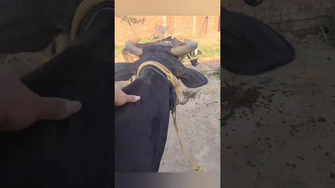 Black Cow Video 😍 #cow #baffalo #babycow #animals #babyfarmanimal #funny #babyanimal