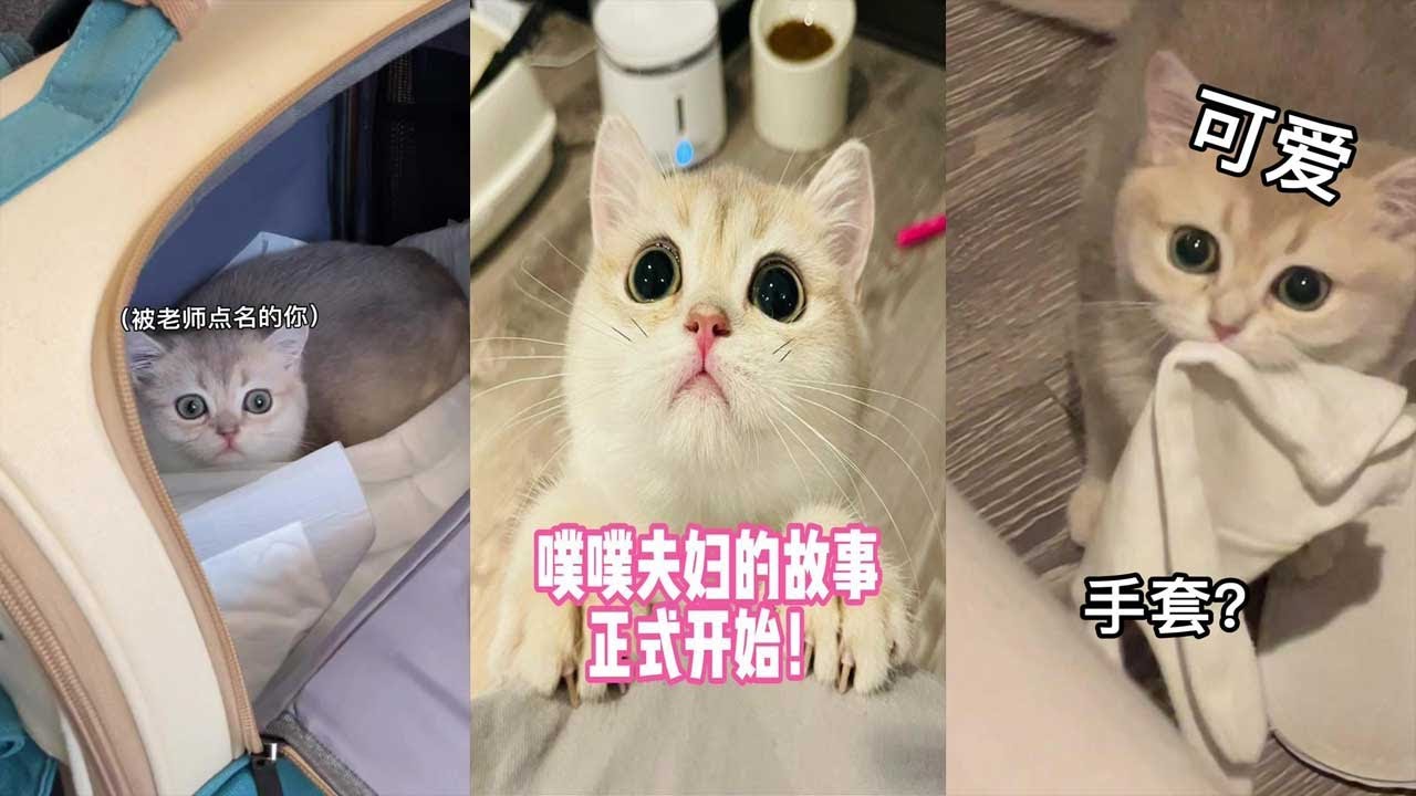【PuPu噗噗】欢迎收看大型爱情连续剧《吕噗噗与小母猫的爱情故事》