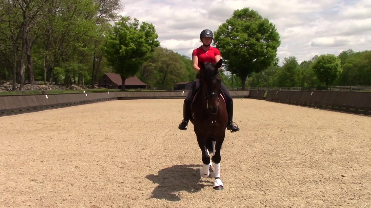 8 yr old Gelding Dressage