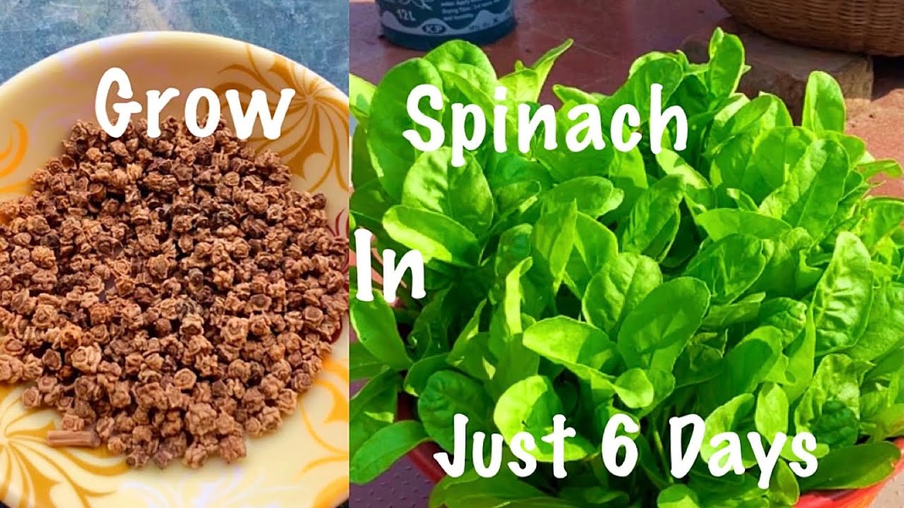 Grow Spinach (Palak)In Just 6 Days/How To Grow Organic Spinach In Container At Home With Full Update