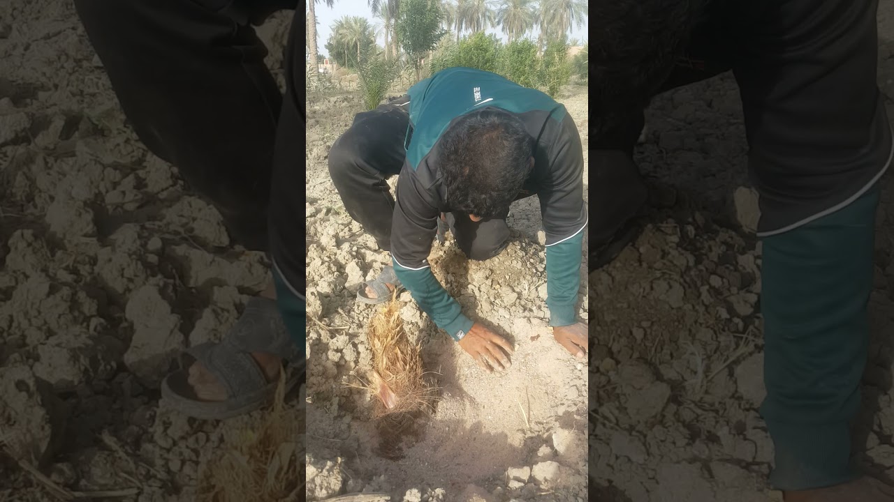 زراعة فسائل النخيل بلطريقه الحديثه