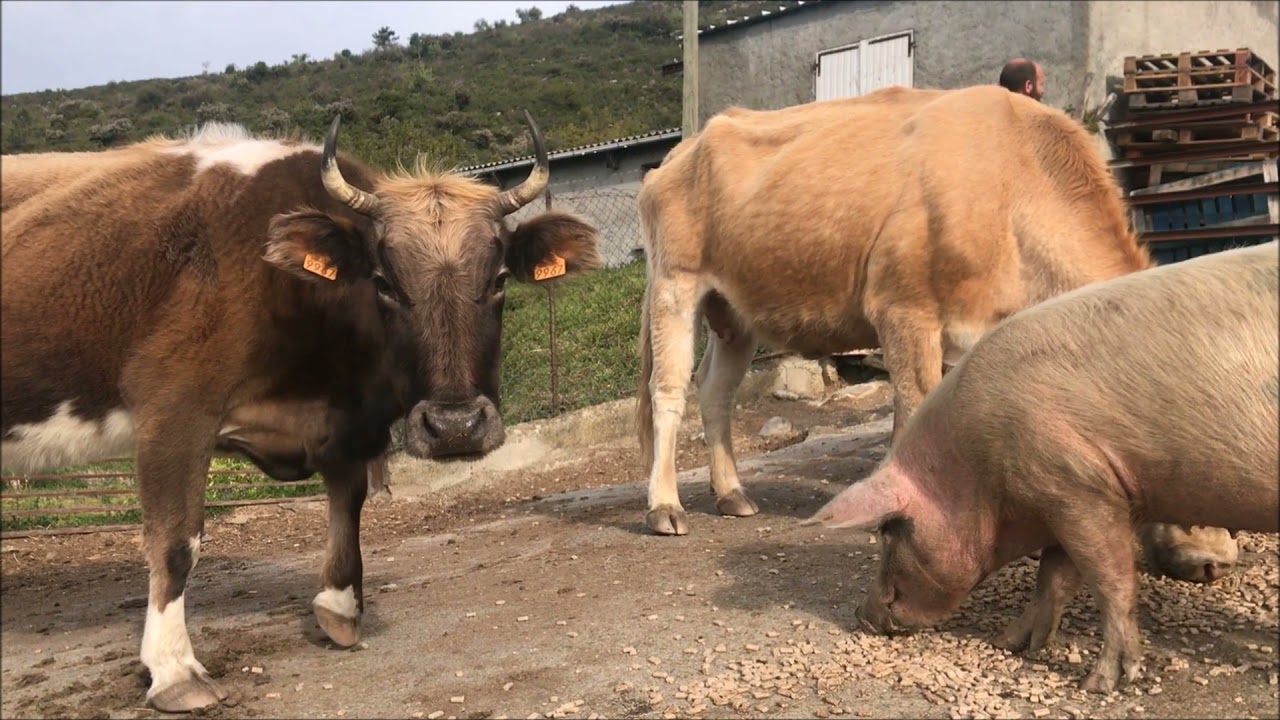 È campà quì in Erbaghjolu 5/5 : Dominique Terramorsi, éleveur