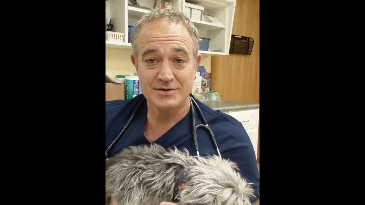 Travelling with an anxious pet? Dr. Dressler's tips