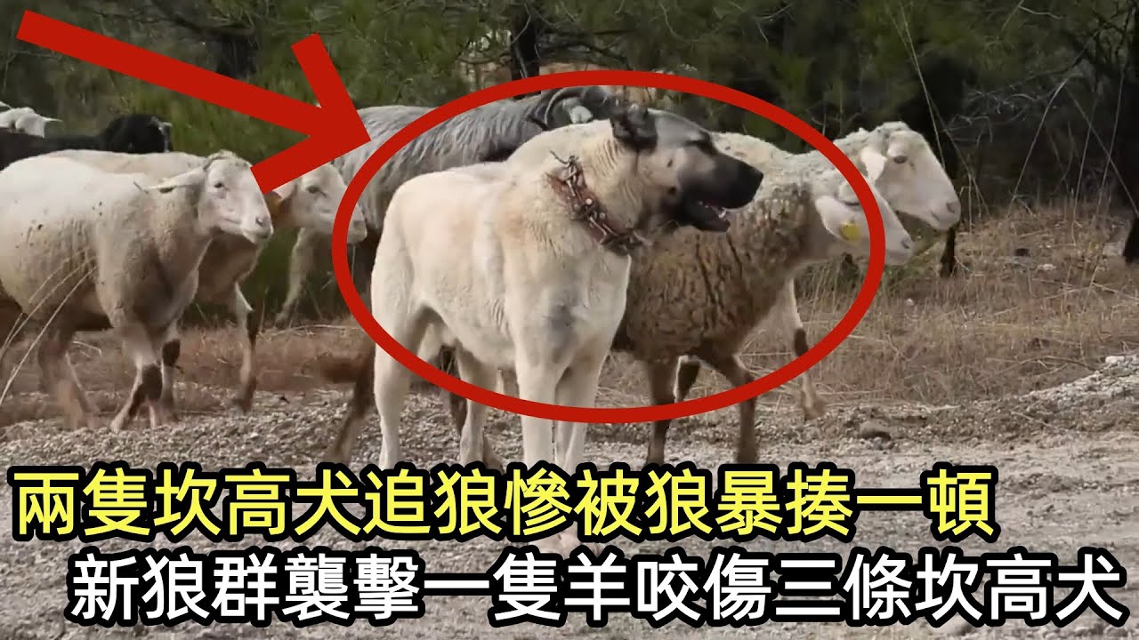 兩隻坎高犬追狼慘被狼暴揍一頓，新狼群襲擊一隻羊咬傷三條坎高犬#狼群#坎高犬#牧羊犬#狼#野生动物零距离