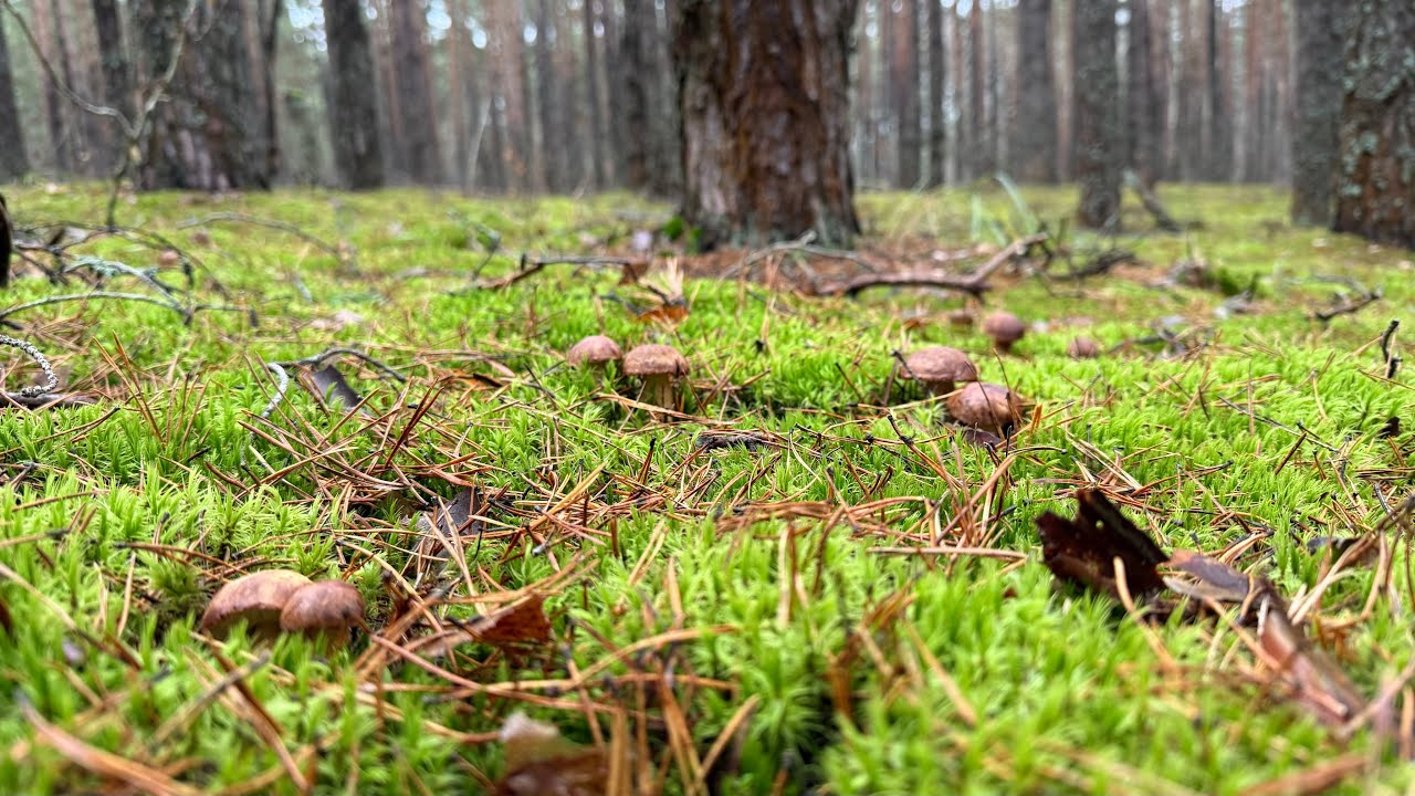 Грибной сезон 2025!!! Безумный сбор!!! Грибы перед зимой!!! Польский гриб как боровик!!! 